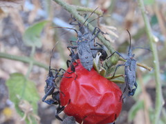 Leptoglossus zonatus