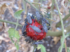 Leptoglossus zonatus