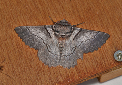 Hypobapta percomptaria