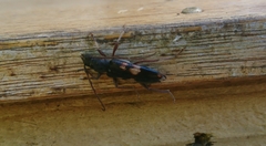 Phoracantha punctata