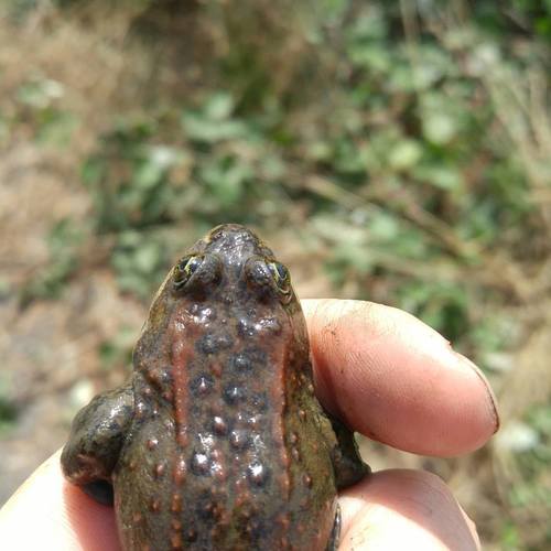Oregon Spotted Frog