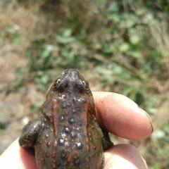 Rana pretiosa