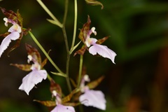 Rhynchostele bictoniensis