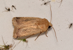 Proteuxoa senta