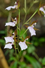 Rhynchostele bictoniensis