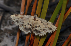 Sandava scitisignata