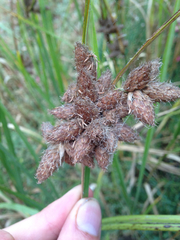 Bolboschoenus robustus
