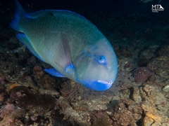 Choerodon schoenleinii