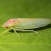 Eight-lined Leafhopper - Photo (c) Rob Van Epps, some rights reserved (CC BY-NC), uploaded by Rob Van Epps