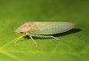 Eight-lined Leafhopper - Photo (c) Rob Van Epps, some rights reserved (CC BY-NC), uploaded by Rob Van Epps