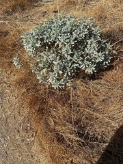 Encelia farinosa