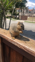 Sciurus niger