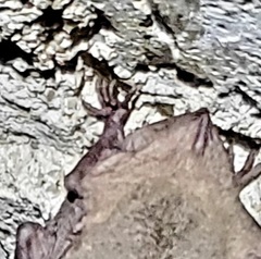Myotis grisescens