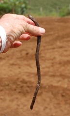 Gymnophiona
