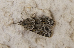 Scoparia basistrigalis