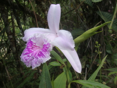 Sobralia rosea