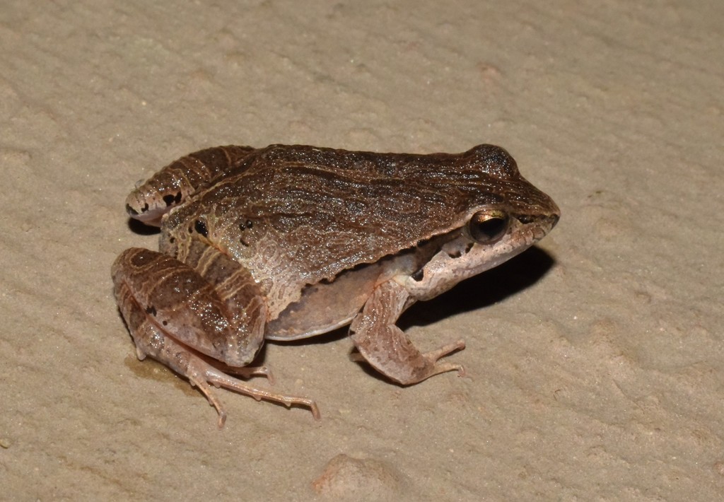 Central Dwarf Frog