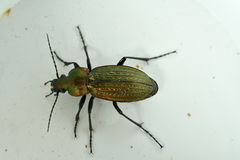 Carabus monilis