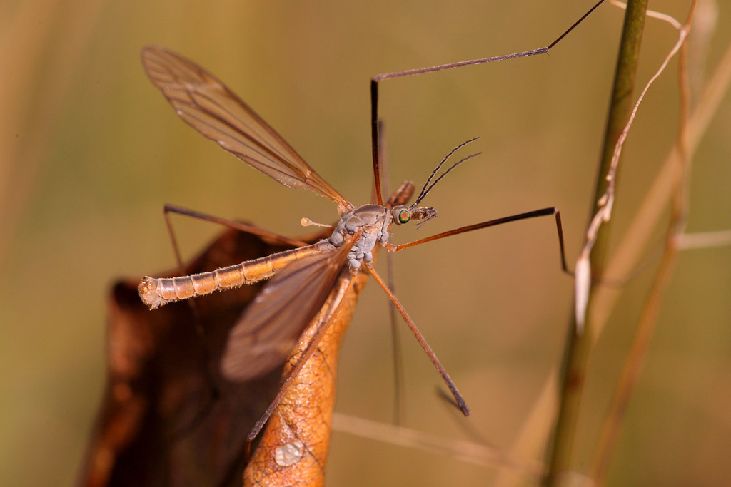 Tipula luteipennis