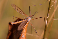 Tipula luteipennis