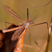 Tipula luteipennis - Photo (c) Erland Refling Nielsen, algunos derechos reservados (CC BY-NC)