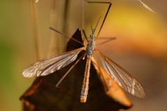 Tipula luteipennis