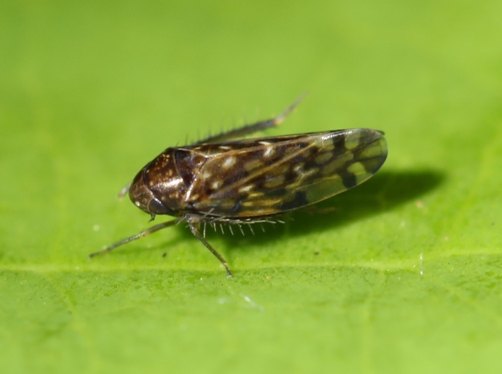 Xestocephalus