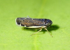 Deltocephalini