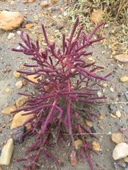 Salicornia rubra