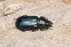 Platycerus oregonensis