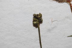 Potamogeton confervoides