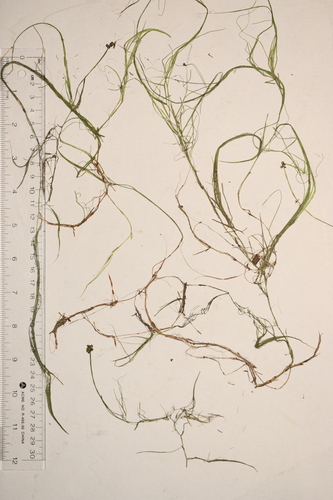 Image of Potamogeton confervoides by no rights reserved