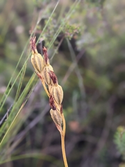 Pterostylis melagramma