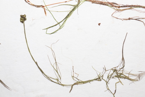 Image of Potamogeton confervoides by no rights reserved