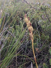 Pterostylis melagramma