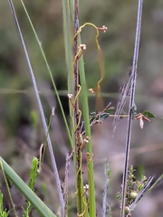 Cassytha glabella dispar