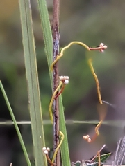 Cassytha glabella dispar