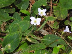 Viola diffusa