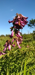 Jacaranda rufa