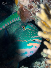 Cetoscarus ocellatus