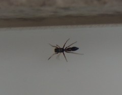 Leptorchestes berolinensis