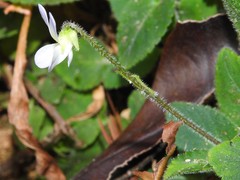 Viola diffusa