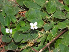 Viola diffusa