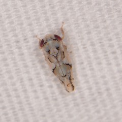 Norvellina mildredae