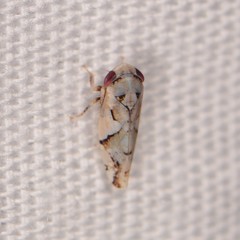 Norvellina mildredae