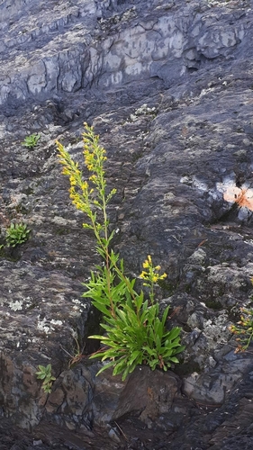 Image of Solidago racemosa by no rights reserved