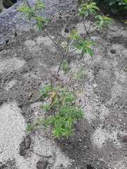 Aloysia citrodora