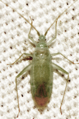 Blepharidopterus provancheri