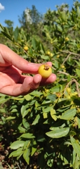 Campomanesia adamantium
