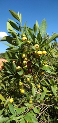 Campomanesia adamantium